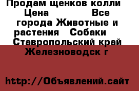 Продам щенков колли › Цена ­ 15 000 - Все города Животные и растения » Собаки   . Ставропольский край,Железноводск г.